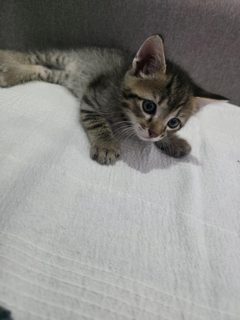 Pisicuta pt adoptie