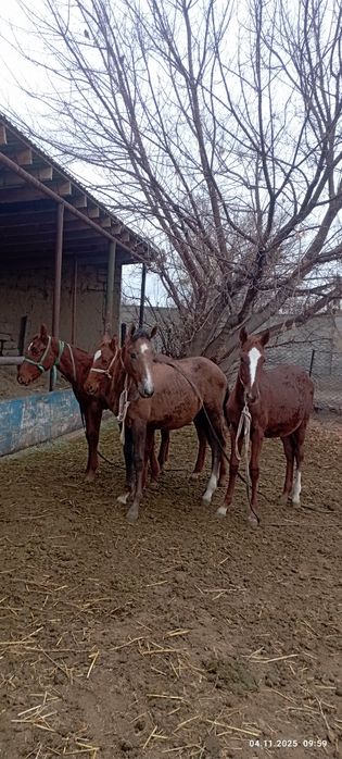 Ургашы жабагы 3 бас 250