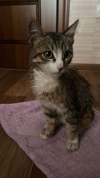 Ищем хороший дом для молодого котика!