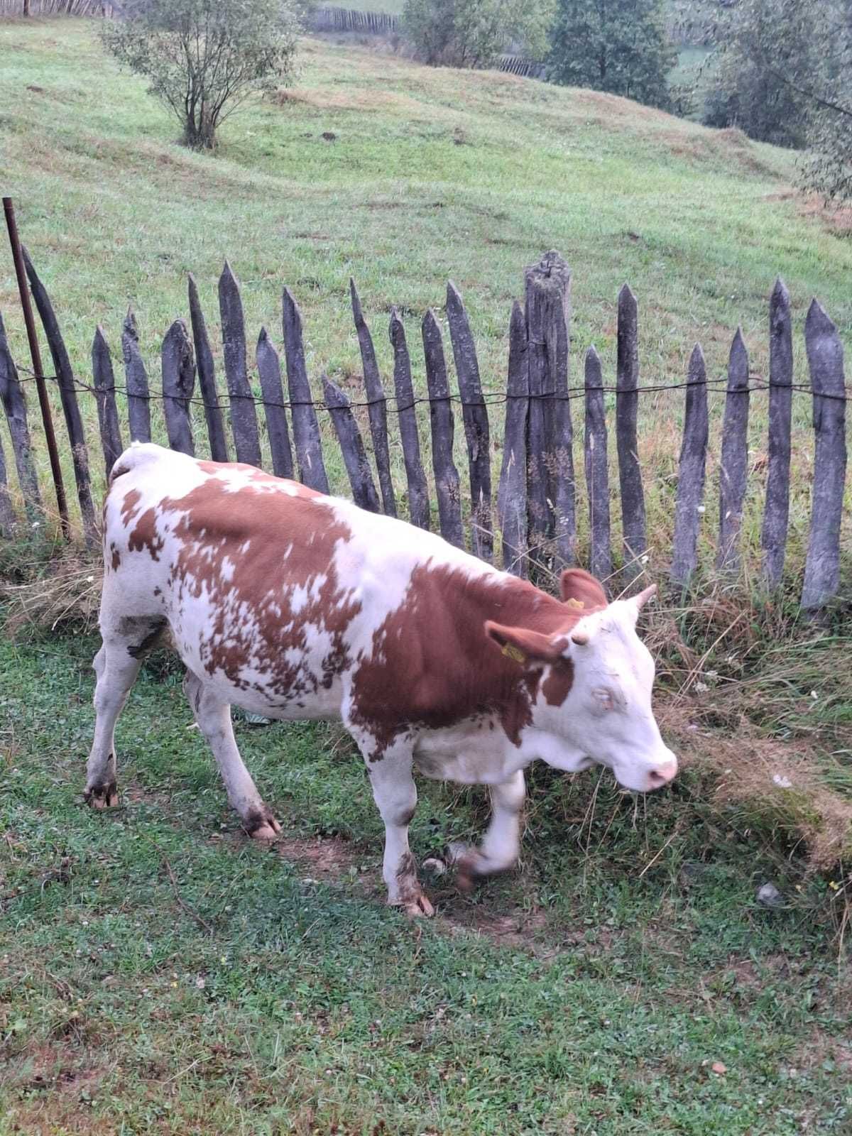 Junincă bălțată de vânzare