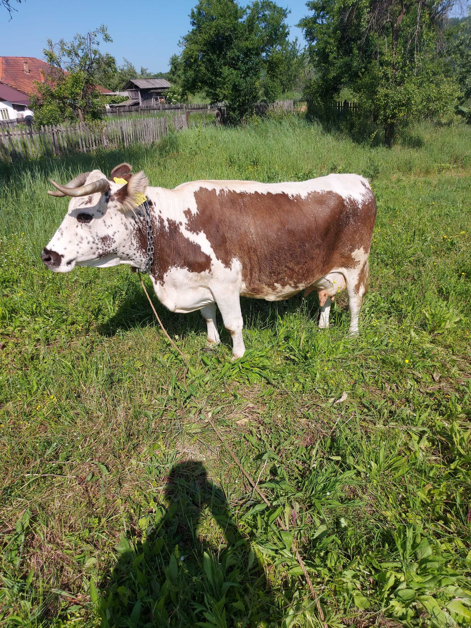 Vand vaca cu lapte