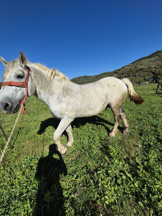 Armăsar de vânzare