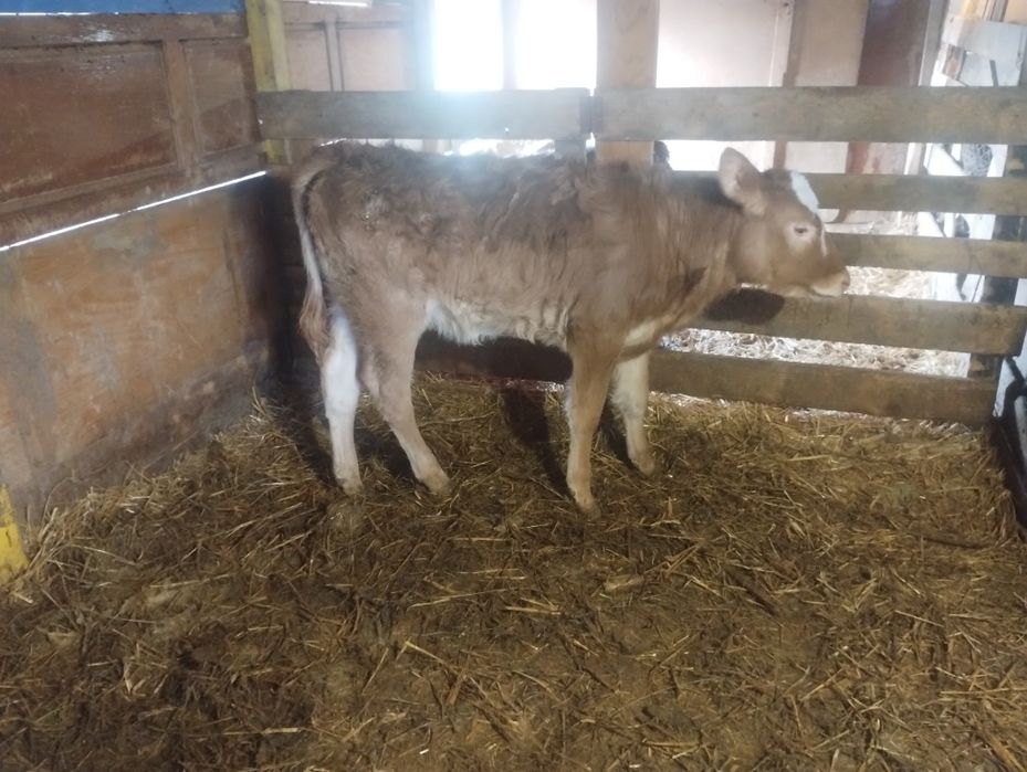 Vând vițea limuzin înțărcată