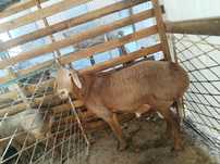 Assalomu alekum To'y Aqiqa  yaxshi qo'y sotiladi 55 60 kg chiqadi