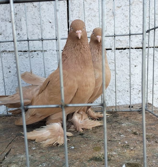 Porumbei Rolleri Persan