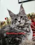 Felisa autorizata WCF, vinde pisoi cu pedigree, rasa Maine coon