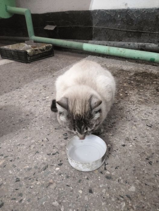 Отдам в добрые руки котят , 2 мальчика и 1 девочка