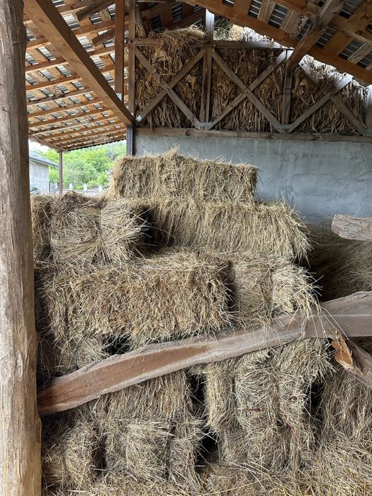 Baloti fân ………….