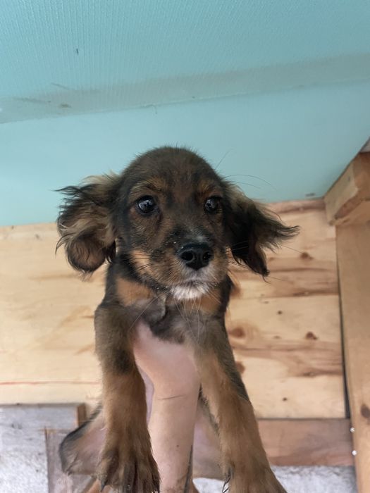 Подарявам 3 малки кученца