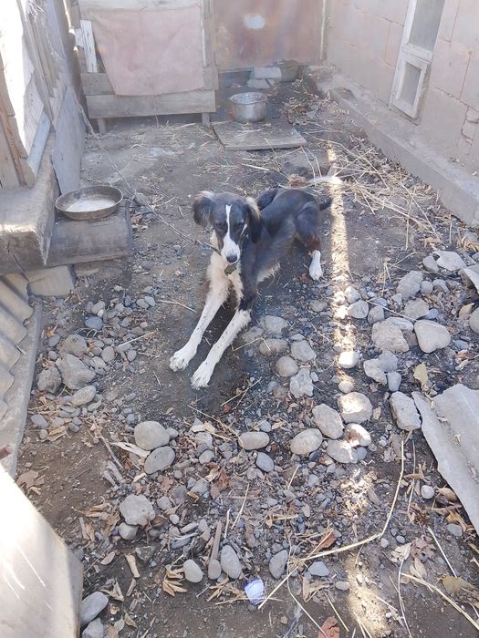 Продам собаку породы тазы