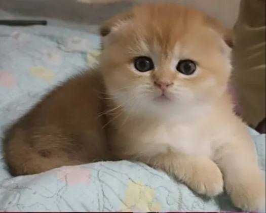 Золотистый шиншилла котик