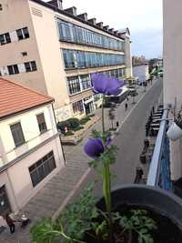 Apartament cu balcon pe strada Vasile Alecsandri.