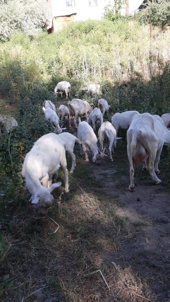 Сүтті занен сауын ешкілері