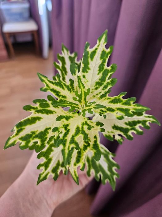 Комнатные растения (цветы колеусы 500тг)