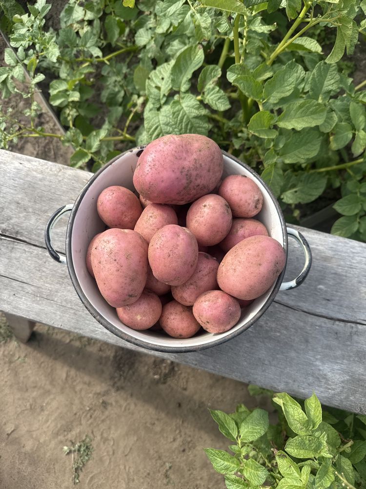 Продам картофель. Родриго сорт.