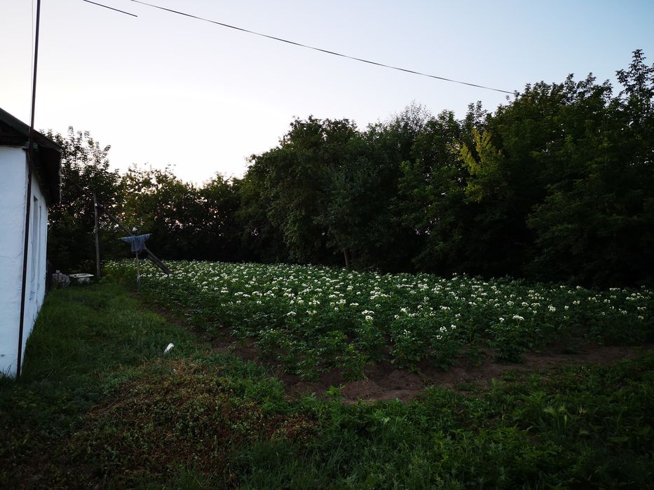 Продам дом с очень большим земельным участком