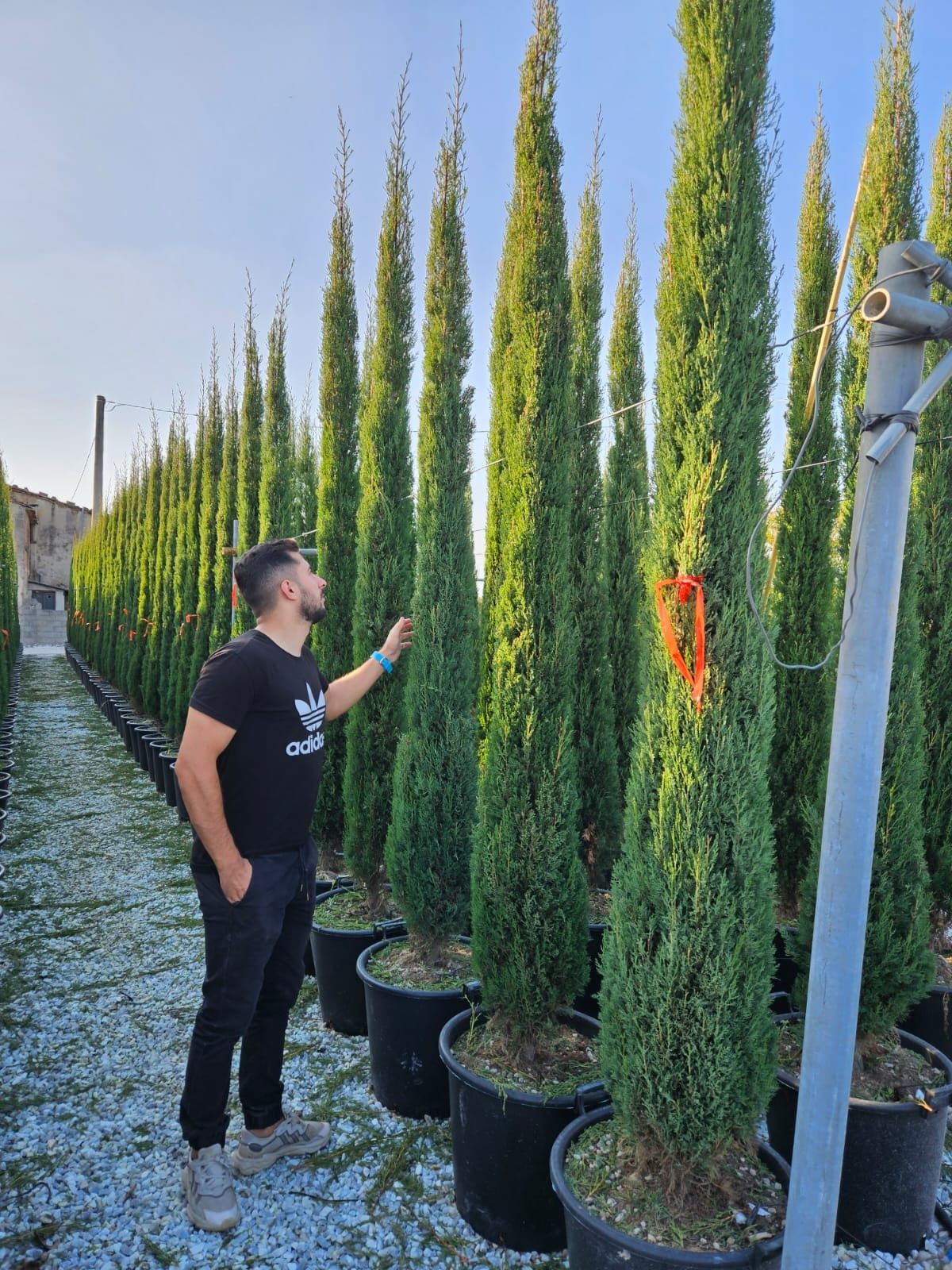 Vand leylandii, cupressus,cupressocyparis,chiparos,verde si gold rider