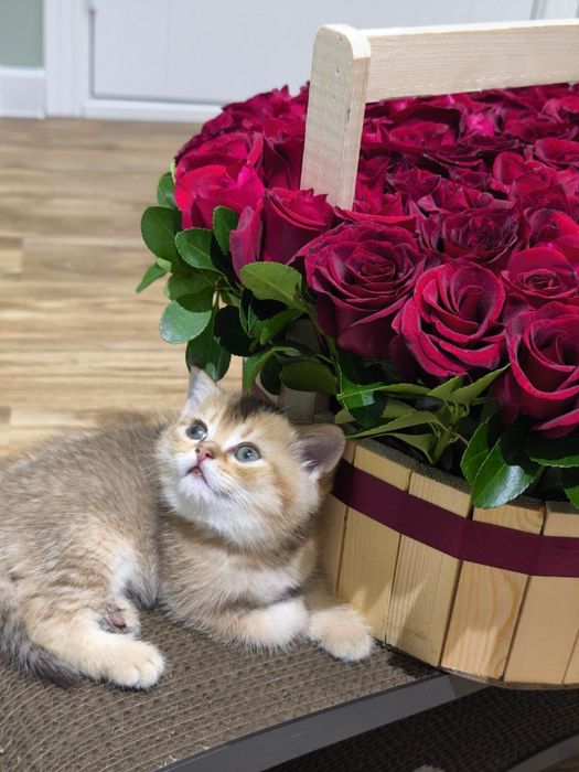 Котята шотландцы золотая шиншилла