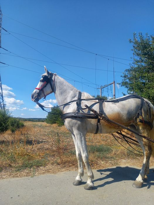 Vând iapa în vârstă de 10 ani