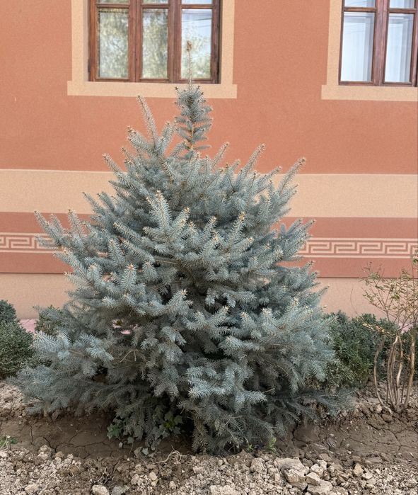 Ko’k el | голубая ель