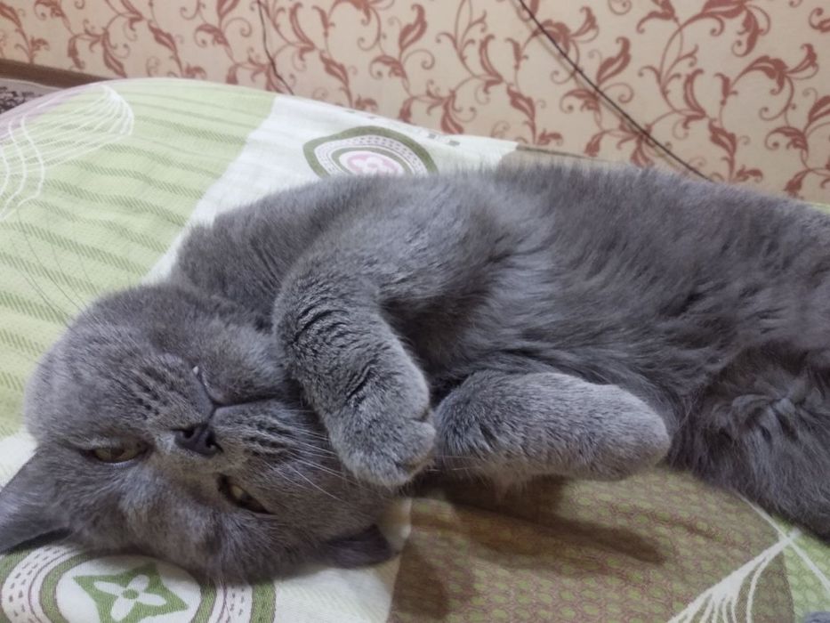 Скоттиш фолд, 2 года