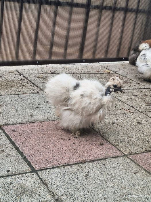 Gaini mătasea Japoneza