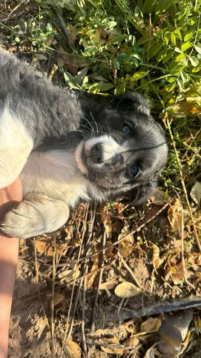 Тегін күшік беріледі