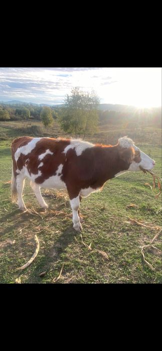 Juninci baltata romaneasca