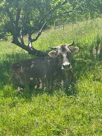 Vaca de vanzare , vârsta 5 ani