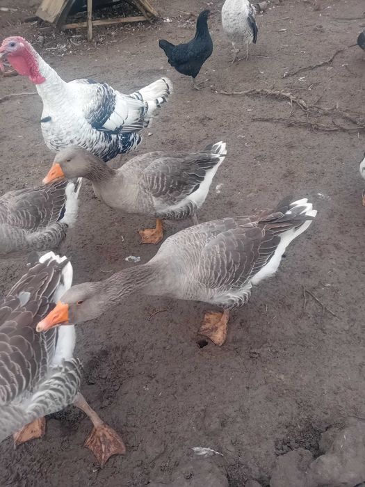 Avem gaste si rate de vânzare