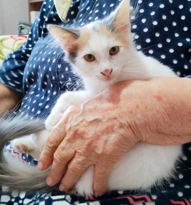 Симпатичные кошечки