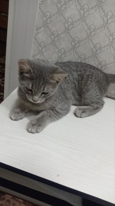 Скоттиш страйт кошка