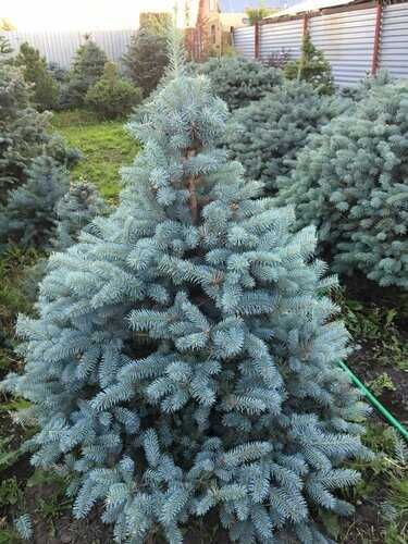 Ель голубая сибирская сосна липа дуб