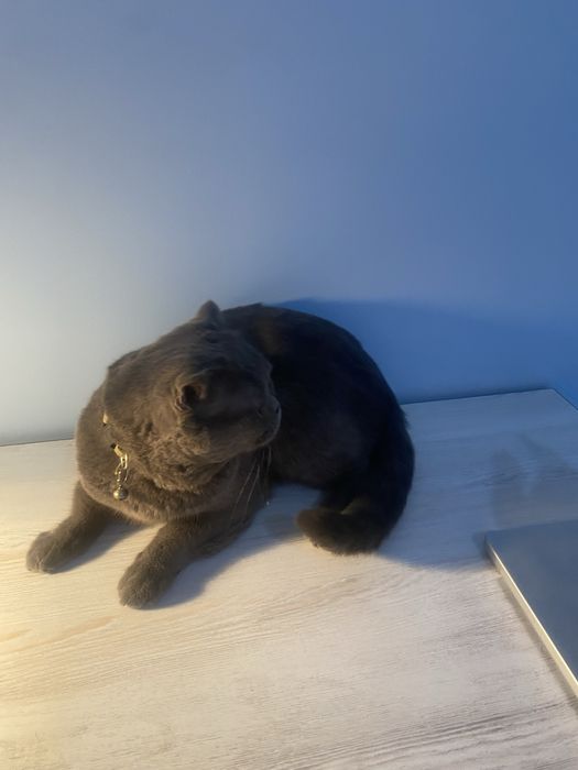 Продается кот Skottish Fold