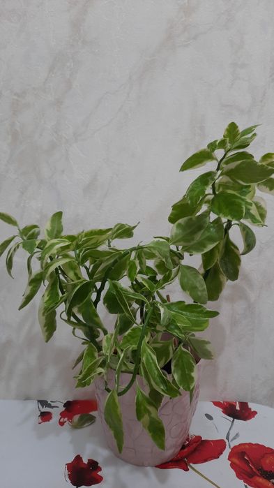 Продам Педилантус