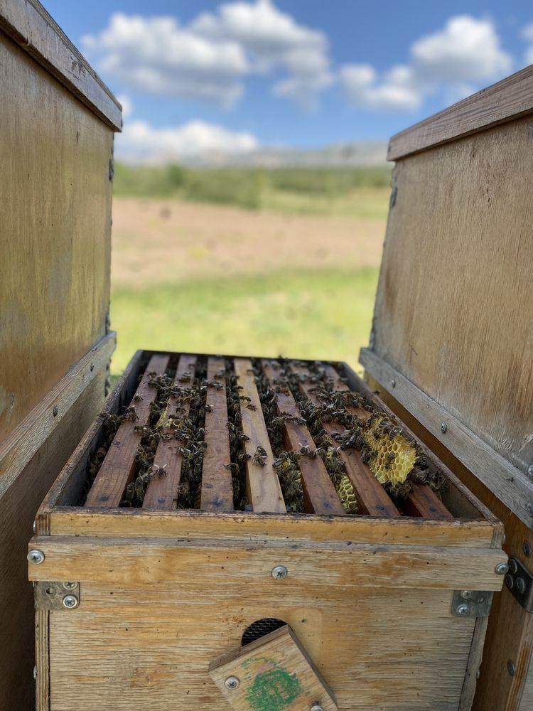 Прицеп пчеловодческий, пасека, пчелы