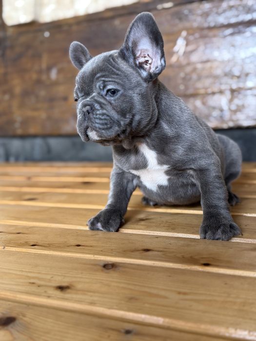 Bulldog francez Blue F