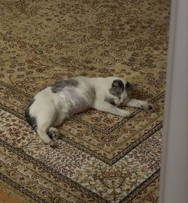 Отдам в хорошие и добрые руки