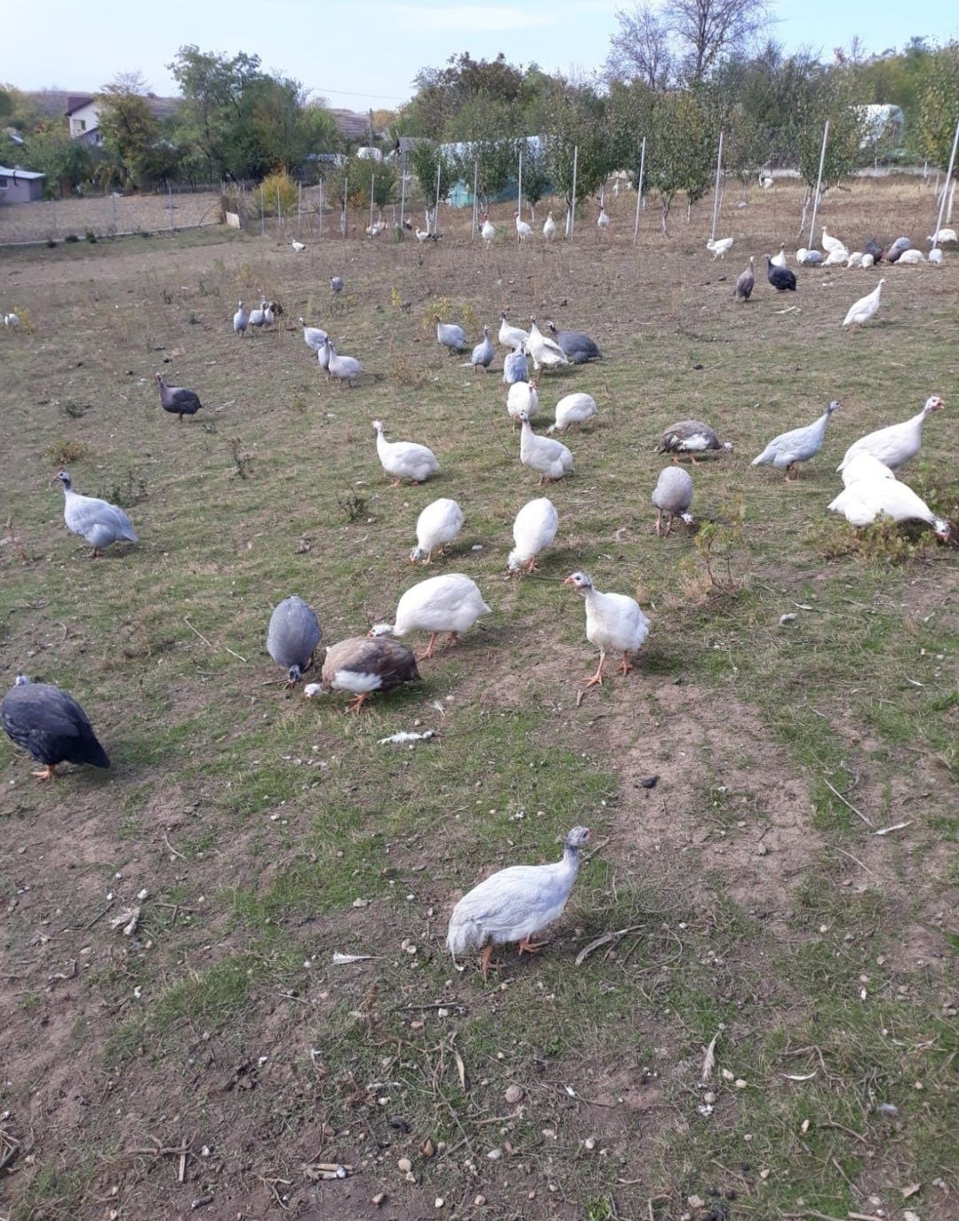 Vând oua de bibilici colorate la pretul de 6 lei pe bucată- Bucuresti