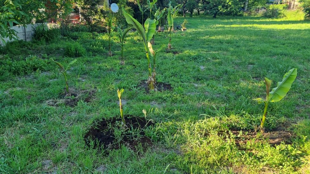 Разсад банани(корени)