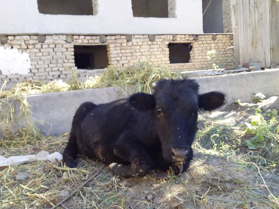 Buqacha sotiladi