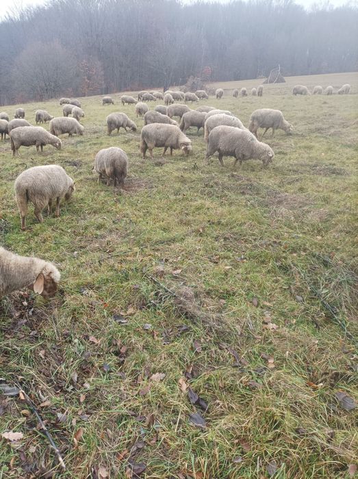 Vând oi tinere varietate ruginie