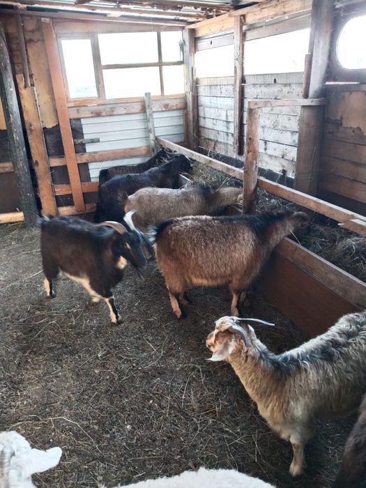 Обменяю коз на барана