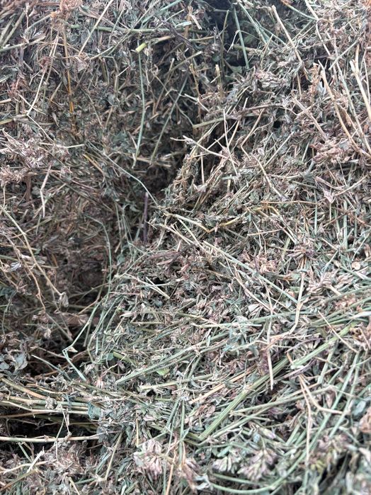 Vând baloți de lucernă rotunzi