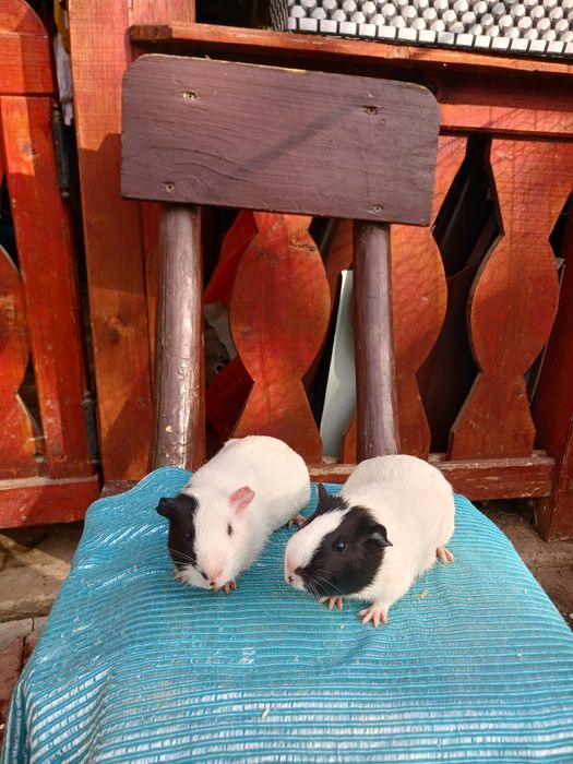 Pui de porcușori de Guineea Frezați