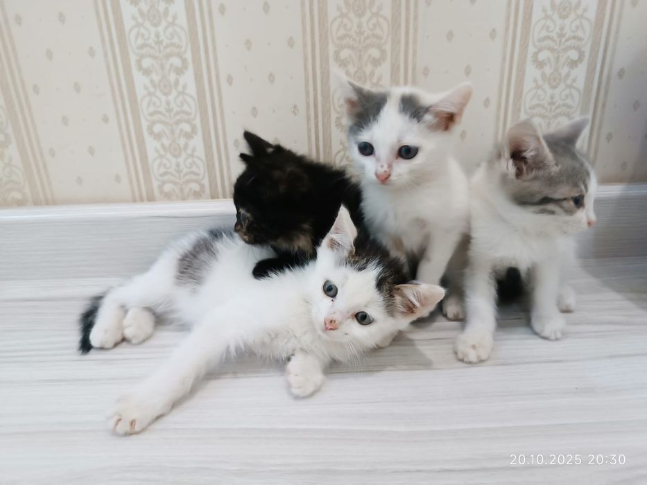 Котята бесплатно доставка бар есличе