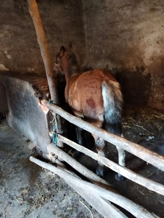 Vand iapa sura de 5 pe 6 ani cu manza de 3 luni