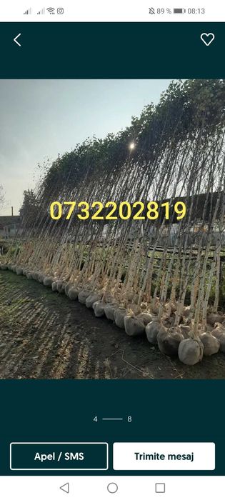 Mesteacăn, Tuia, Platan, Paltin, Magnolie, Brazi