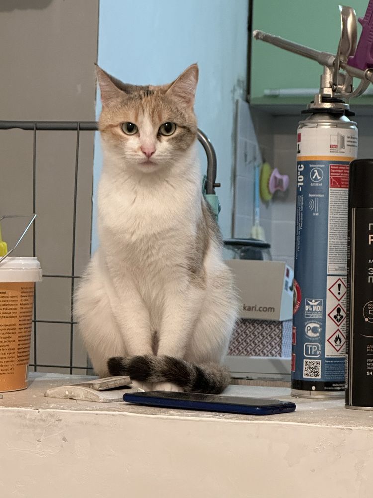 Срочно Кошка ищет дом !