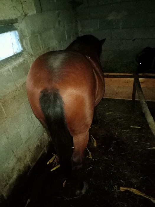 Buna ziua cal de vânzare